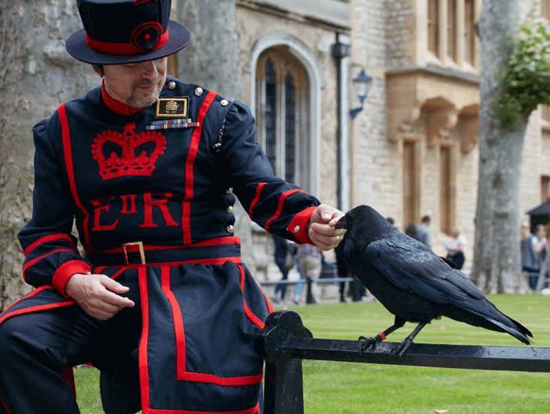 Ravens of the Tower of London.